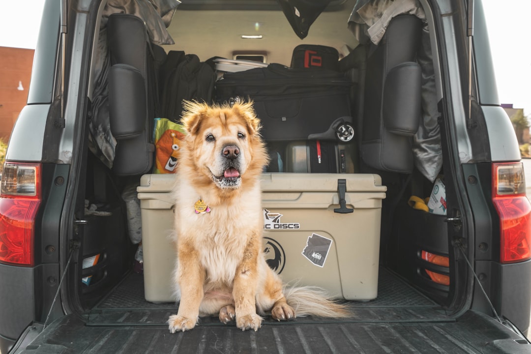 Photo Dog in car